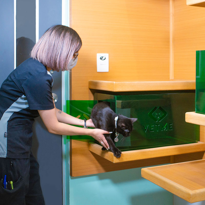 veterinaria para gatos