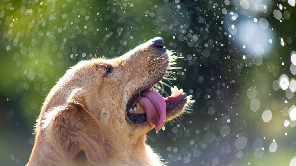5 consejos para proteger a tu perro del calor
