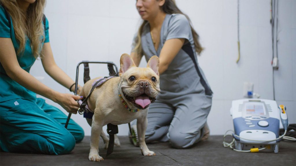 Fisioterapia para perros
