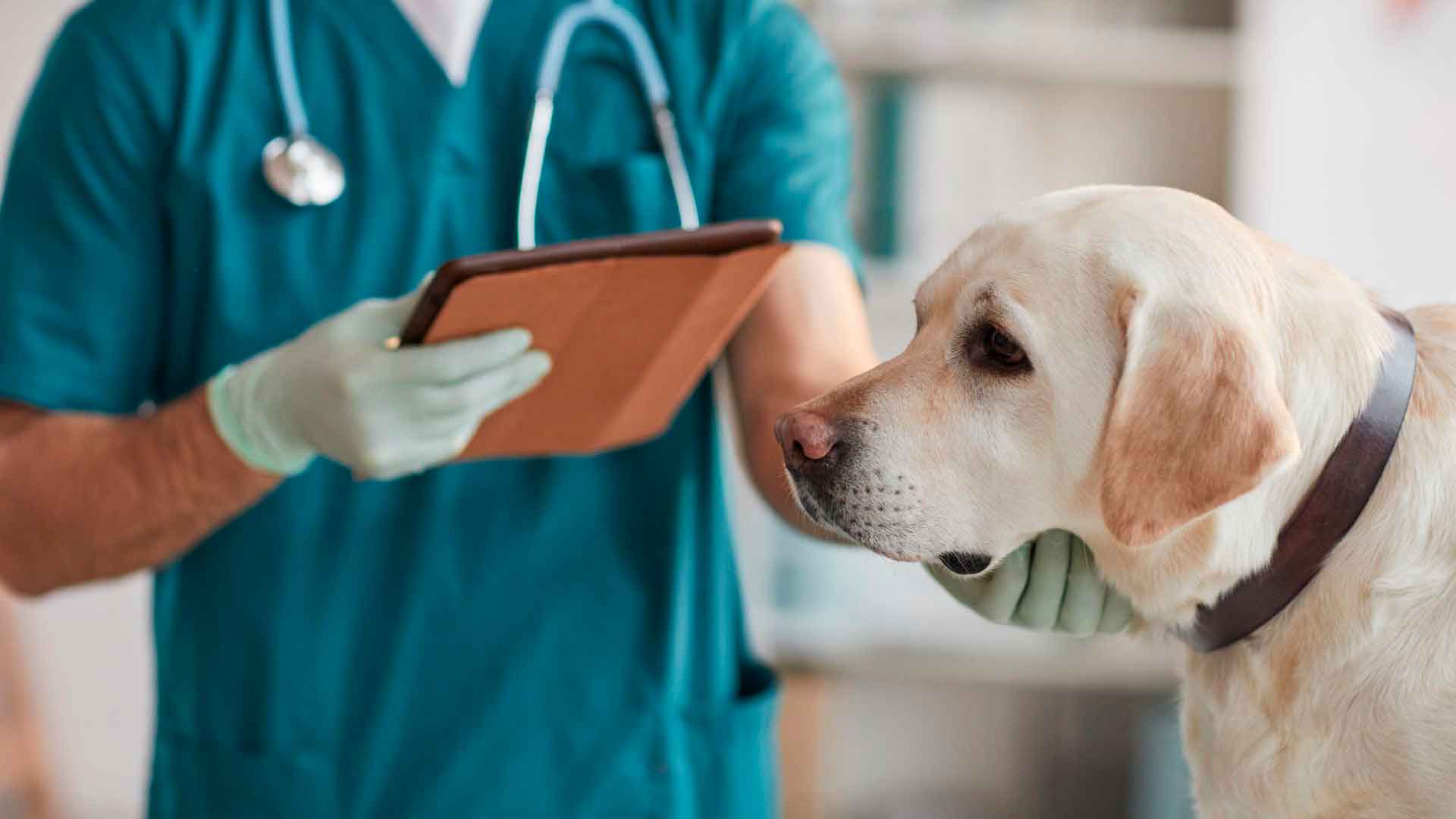 linfoma en perros