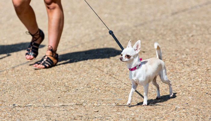 5 consejos para proteger a tu perro del calor